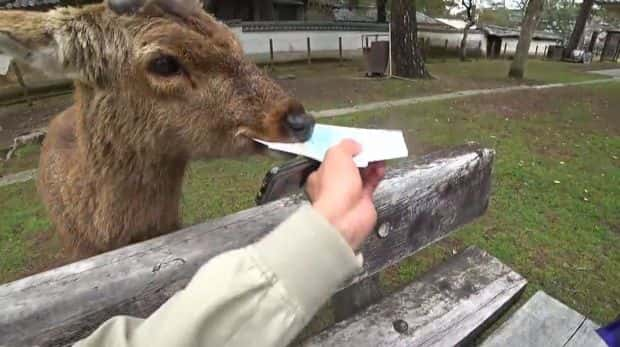 Un streamer s'est fait voler son pass de voyage au Japon par un cerf